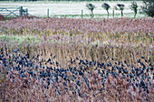 Common starlings roosting