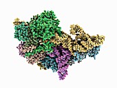 Human ribonuclease P with mature tRNA, molecular model