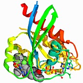 Human KRAS complexed with inhibitor, molecular model