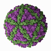 Metazoan totivirus-like dsRNA virus, molecular model