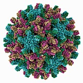 Hepatitis B virus capsid, molecular model