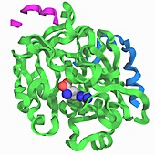 Thrombin in complex with D-arginine, molecular model