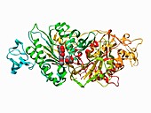 Taiwan cobra venom phosphodiesterase, molecular model