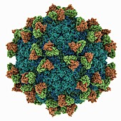 Foot-and-mouth-disease capsid, molecular model