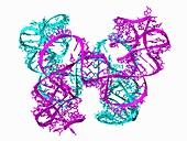 Artificial homomeric RNA nanoarchitecture, molecular model
