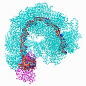 CRISPR-Cas complex, molecular model