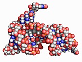 Dengue virus RNA stemloop A, molecular model
