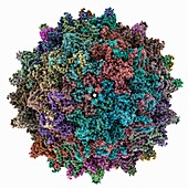 Adeno-associated virus 9 capsid, molecular model