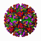 Venezuelan equine encephalitis virus, molecular model