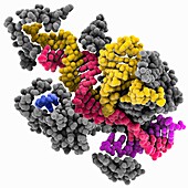 Endonuclease CRISPR-Cas_phi3, molecular model