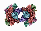 RNA polymerase II dimer, molecular model