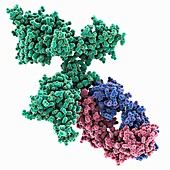 SARS-CoV-2 spike protein with antibody, molecular model