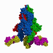 SARS-CoV-2 spike protein with antibody, molecular model