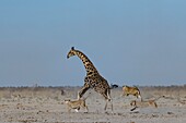 Lionesses chasing a giraffe