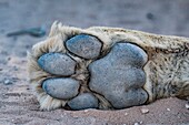 African lion's rear paw