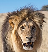 Male lion snarling