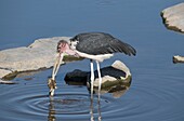 Marabou stork with terrapin prey