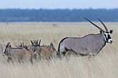 Oryx adult with nursery herd