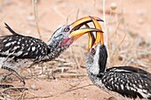 Southern yellow-billed hornbills sparring