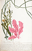 Seaweeds, 19th century illustration