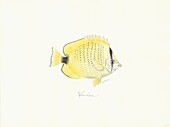 Millet butterflyfish, illustration