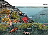 Tide pool ecosystem, illustration