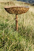Gills of parasol mushroom