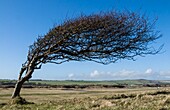 Wind sculpted hawthorn tree (Crataegus monogyna)