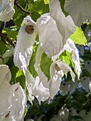 Bracteate flower of handkerchief tree (Davidia involucrata)