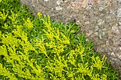 Cushion bolax (Azorella trifurcata)