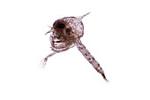 Crab larva, light micrograph