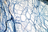 Areolar connective tissue, light micrograph