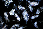 Copepods, light micrograph