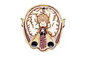 Cross section of a brain, illustration