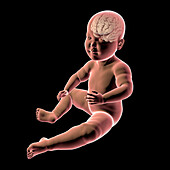Baby's brain, illustration