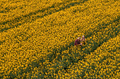 Farmer in blooming rapeseed field, aerial view