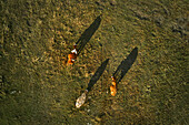 Cows grazing, aerial view