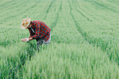 Farm worker inspecting wheat crop