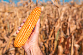 Farmer's hand holding harvested ear of corn