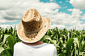 Farmer examining young corn crop
