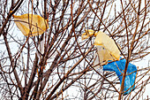 Plastic bags in tree branches