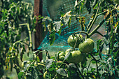 Green tomatoes in vegetable garden