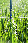 Sorghum crop irrigation