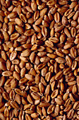 Collection of pure wholewheat grains