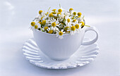 Chamomile flowers in tea cup