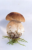 Porcini mushroom, with some moss