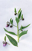 Sprig of fresh flowering comfrey