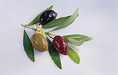 oil cured olives with olive branch