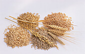 Getreidesorten, Ähren und Körner - Hafer, Weizen, Gerste, Roggen
