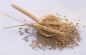 Barley ears and grains